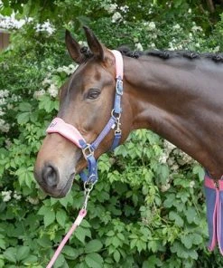 Shop-halona Reitsport Halfterset F/S16 Summerblue Kerbl Mit Führleine Pony/Cob 19 Shop-halona Reitsport Halfterset F/S16 Summerblue Kerbl Mit Führleine Pony/Cob