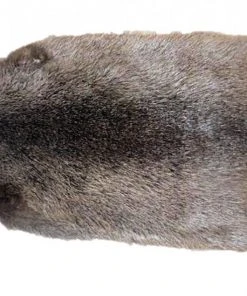 Shop-halona Kinderwerkstatt Tierfell, Nutria Fell, Pelz Vom Nutria, Bastelfell