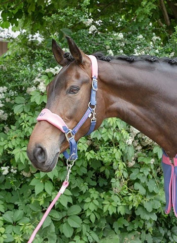 Shop-halona Reitsport Halfterset F/S16 Summerblue Kerbl Mit Führleine Pony/Cob 4 Shop-halona Reitsport Halfterset F/S16 Summerblue Kerbl Mit Führleine Pony/Cob