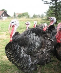 Shop-halona 6x Schmuckfeder, Feder Z. Basteln Getigert Truthahn Kinderwerkstatt