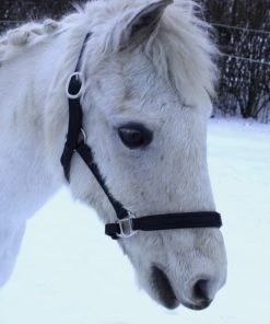 Shop-halona Reitsport Lederhalfter Pidero Serie 18 Gepolstert Versch. Größen 9 Shop-halona Reitsport Lederhalfter Pidero Serie 18 Gepolstert Versch. Größen