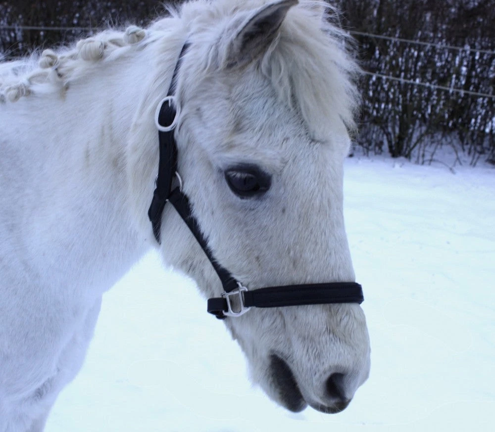 Shop-halona Reitsport Lederhalfter Pidero Serie 18 Gepolstert Versch. Größen 5 Shop-halona Reitsport Lederhalfter Pidero Serie 18 Gepolstert Versch. Größen