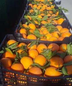 Noelia Natur & Trend 10 Kg Tafelorangen | Orangen Aus Spanien Naturbelassen | Direkt Vom Erzeuger 5 Noelia Natur & Trend 10 Kg Tafelorangen | Orangen Aus Spanien Naturbelassen | Direkt Vom Erzeuger