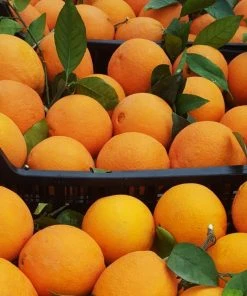 5 Kg Tafelorangen | Noelia Orangen Aus Spanien Naturbelassen | Direkt Vom Erzeuger Natur & Trend 5 5 Kg Tafelorangen | Noelia Orangen Aus Spanien Naturbelassen | Direkt Vom Erzeuger Natur & Trend